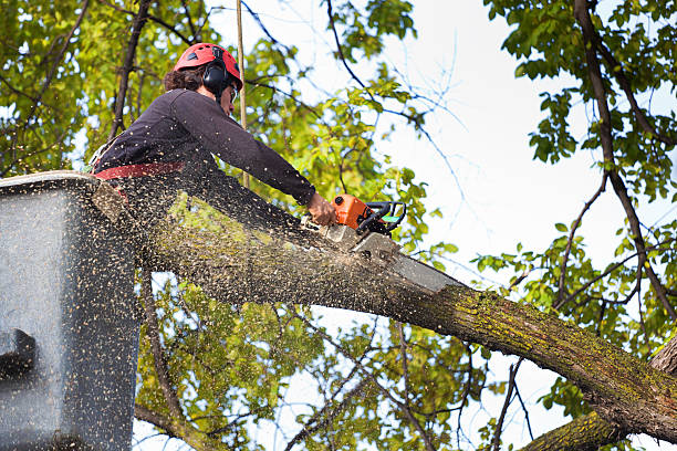 Lawn Watering Services in Beachwood, NJ